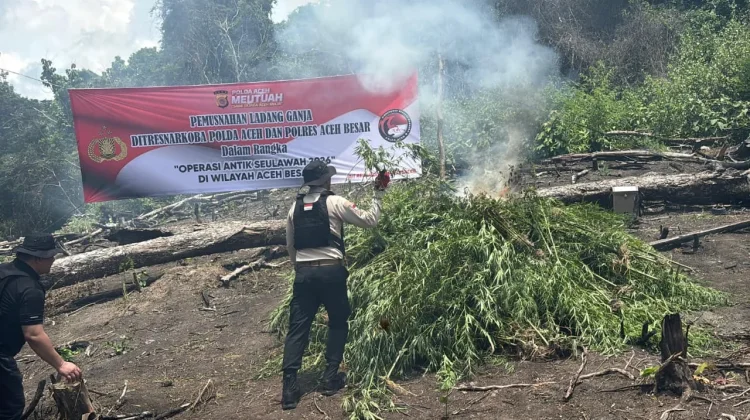 Polda Aceh Musnahkan 20 Hektar Ladang Ganja di Lampanah