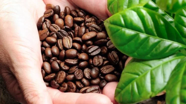 PT PEMA Ekspor 40 Ton Kopi Arabika Gayo ke Amerika Serikat