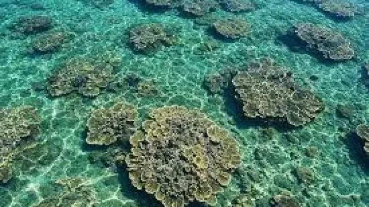 Penyelamatan Terumbu Karang di Aceh Harus Dilakukan Segera