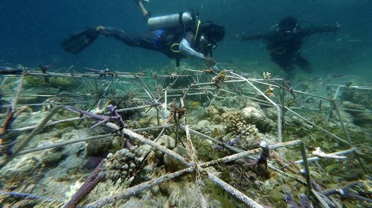 Yayasan Sorce Terapkan Metode “Coral Nursery” untuk Pulihkan Terumbu