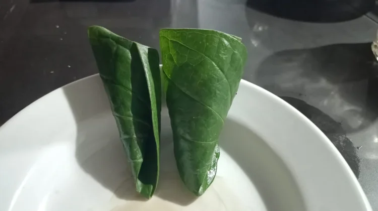 Manfaat Mengunyah Sirih untuk Kesehatan yang Tak Terduga