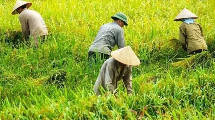 Nilai Tukar Petani Aceh April 2026 Tembus 124,25 Alami Kenaikan Tipis