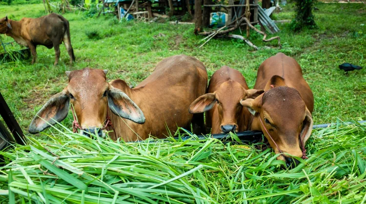 Dinas Peternakan Aceh Siapkan Pengawasan Kurban