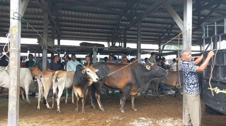 Pasar Hewan Sibreh Jadi Tujuan Pedagang Hewan Kurban Luar Aceh Besar