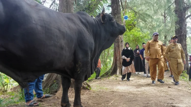 Illiza Serahkan Sapi Kurban Bantuan Presiden kepada Masyarakat