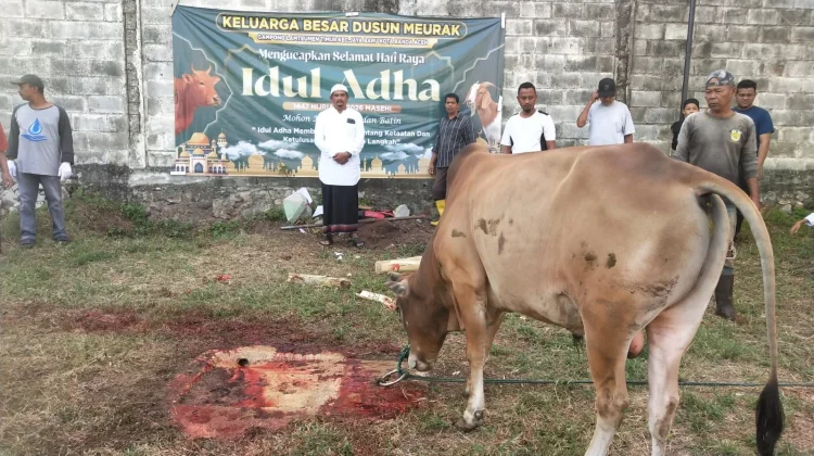 Semangat Gotong Royong Warnai Ibadah Kurban di Lamteumen Timur, 42 Sapi Disembelih