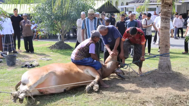 Polda Aceh Serahkan 46 Ekor Hewan Kurban untuk Masyarakat
