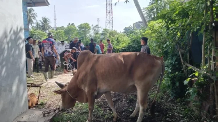 Desa Leu Ue Aceh Besar Kurban 19 Hewan