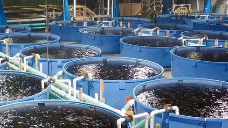 Teknologi Bioflok Bisa Ubah Limbah Organik jadi Pakan Ikan Bernilai Ekonomi