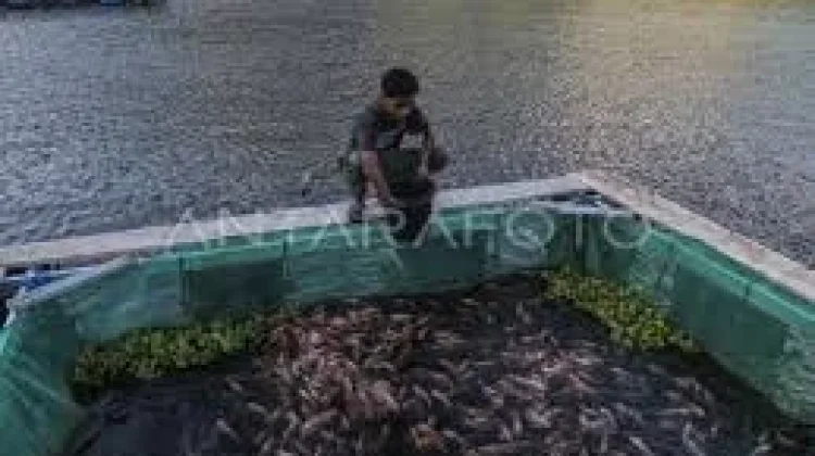 Limbah Budidaya Ikan Berpotensi Jadi Pupuk dan Sumber Energi Ramah Lingkungan