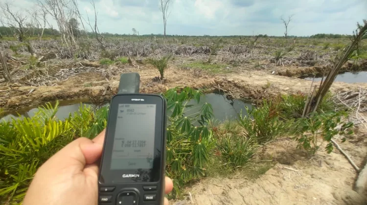 AWF Nilai Penanganan Kasus Perambahan Mangrove Aceh Tamiang Belum Tuntas