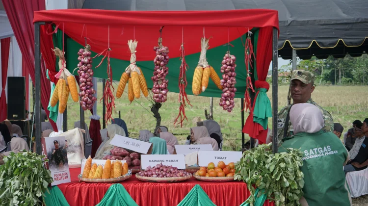 Wakapolda Aceh Launching Penanaman Jagung Bersama Petani Muda Milenial di Pidie