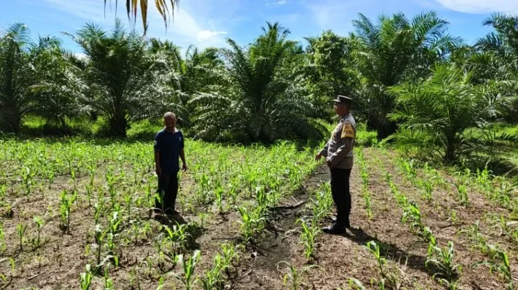 Polsek Teunom Pantau Pertumbuhan Jagung Kelompok Tani Black