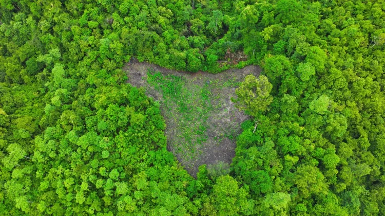 Kodim Banda Aceh Temukan Ladang Ganja di Pegunungan Indrapuri