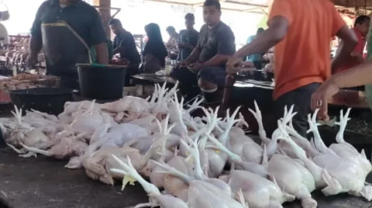 Harga Ayam Potong Turun, Aktivitas Jual Beli di Pasar Induk Lambaro Ikut Lesu