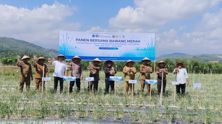 BI Aceh Panen Perdana Bawang Merah di Lahan Bekas Lumpur Banjir Pidie Jaya