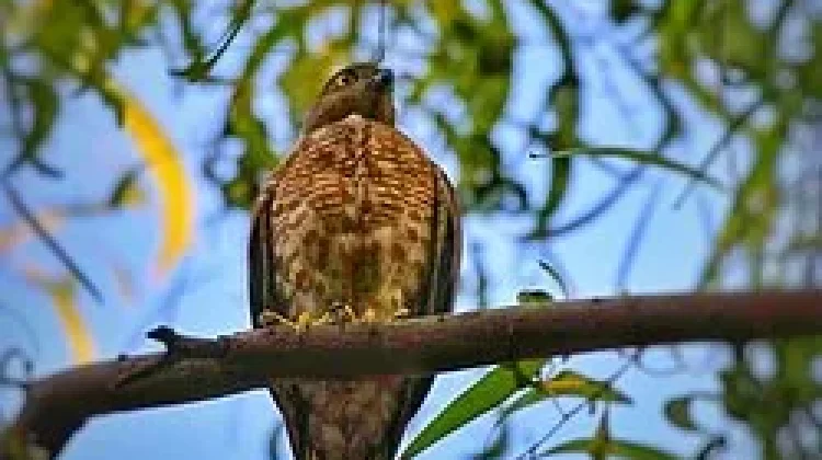 Pengamatan Ungkap Elang Siwah Berkembang Biak di Aceh