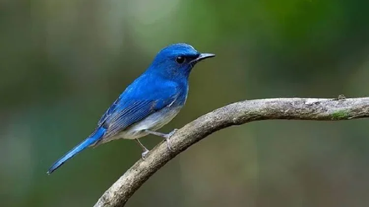 Sikatan Aceh, Burung Misterius yang Masih Dicari Peneliti