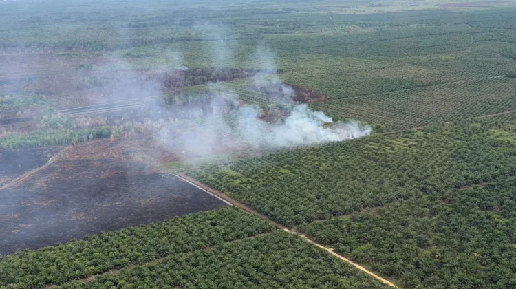 Lebih 150 Hektar Lahan Gambut di Aceh Terbakar, Tawarkan Solusi Hukum Adat