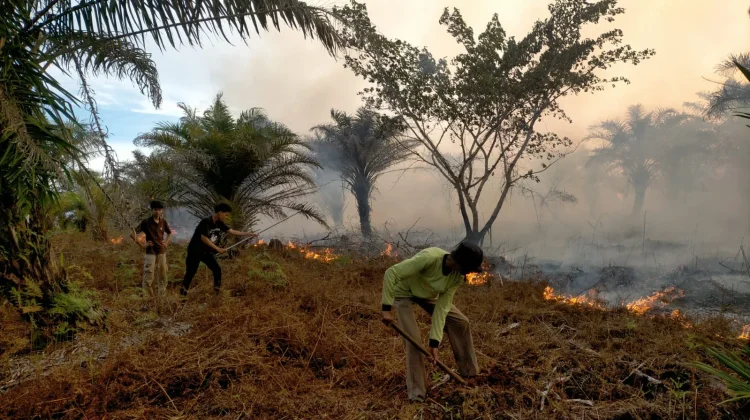 Kebakaran Lahan Sawit di Aceh Barat Belum Padam, Petugas Berjibaku Jinakkan Api
