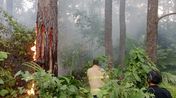 Karhutla di Aceh Besar, 10 Hektar Hutan Pinus Terbakar