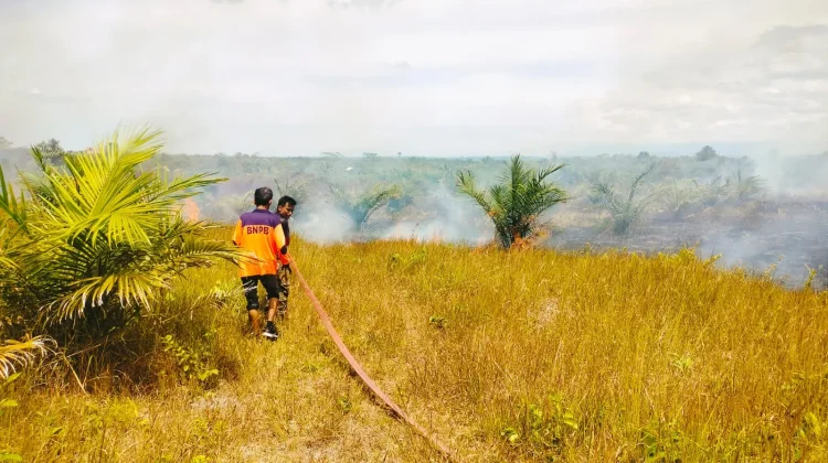 Lahan Sawit Seluas 10 Hektare Terbakar di Lhokseumawe