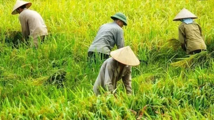 Nilai Tukar Petani Aceh Meningkat, Kinerja Pertanian Terus Menguat pada Juli 2026