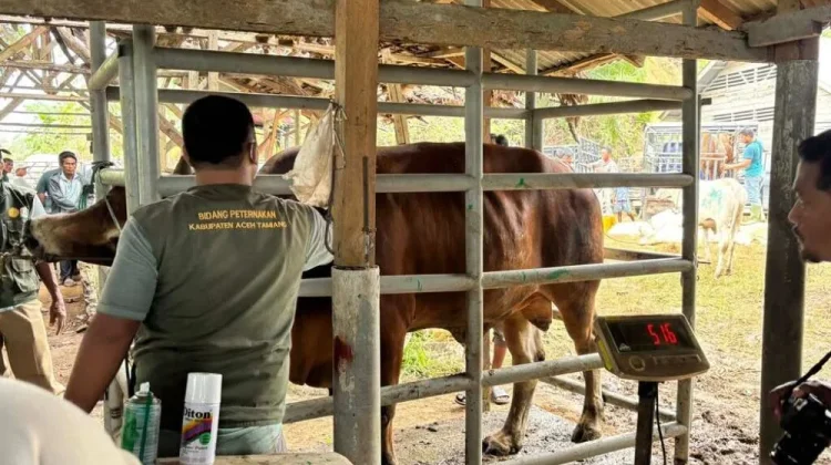 Pulihkan Peternak Pascabencana, Kementan Salurkan Bantuan Pakan 33 Ribu Ton