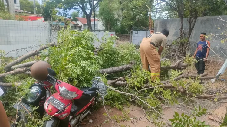 Angin Kencang di Aceh Besar: Atap Rumah Beterbangan, Pohon Tumbang Timpa Kendaraan