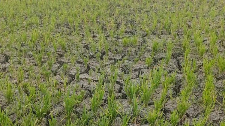 Ribuan Hektar Lahan Sawah di Aceh Besar Terdampak Kekeringan