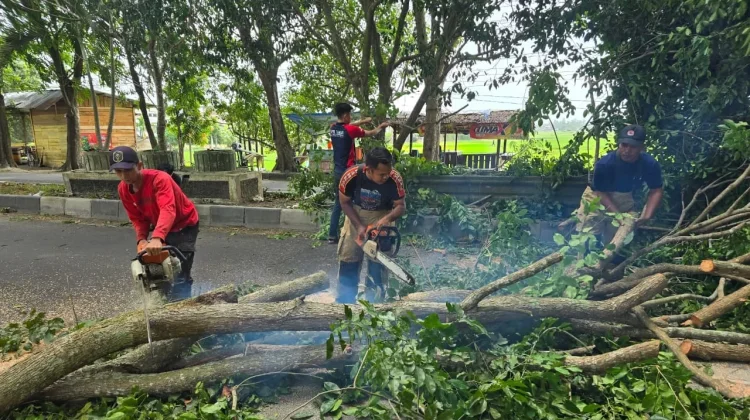 Angin Kencang Tumbangkan Pohon di Ruas Jalan Aceh Besar