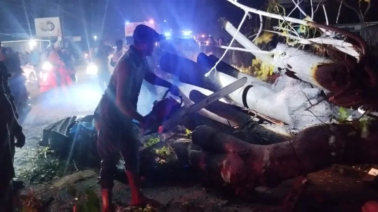 Pohon Tumbang Timpa Mobil di Pidie, Tujuh Orang Meninggal Dunia