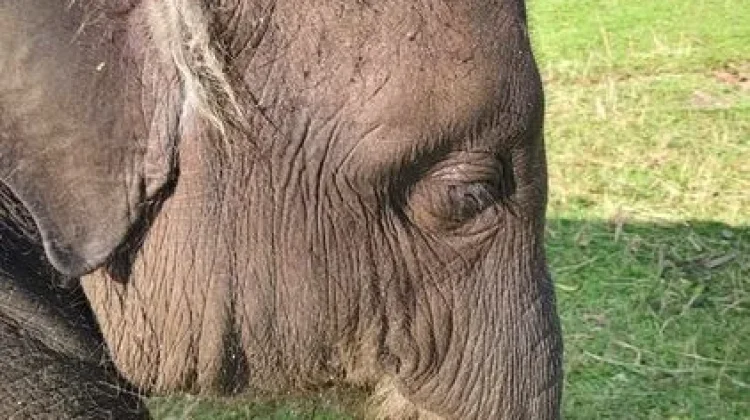 Gajah Yuna Mati Mendadak, Diduga Terpapar Virus Mematikan