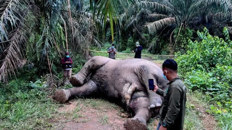 Dua Gajah Sumatera Mati Beruntun di Aceh, BKSDA Diminta Lakukan Evaluasi