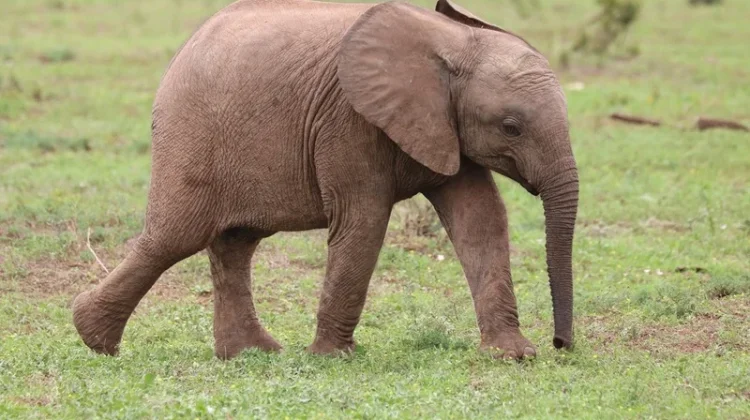Mengenal Virus EEHV yang Bikin Gajah Yuna Mati Mendadak