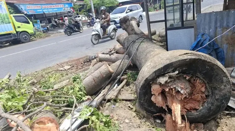 Pohon Tumbang Renggut Nyawa di Pidie harus jadi Alarm Keselamatan Jalan di Aceh