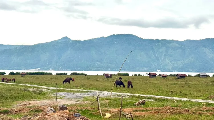 Aceh Tengah Pulihkan 1.496 Hektare Sawah