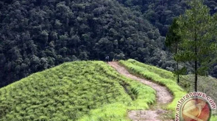 Sembilan Titik Panas Muncul di Leuser