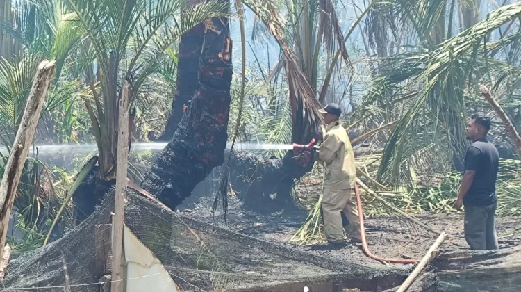 Tiga Hektare Kebun Rumbia di Aceh Besar Terbakar, Api Berhasil Dipadamkan