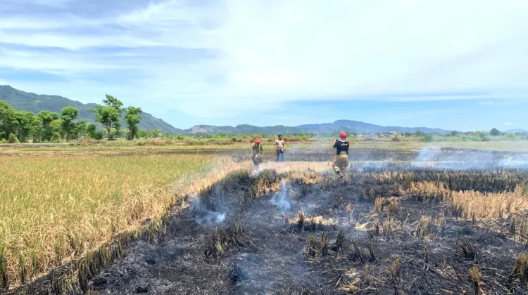 Tiga Hektare Lahan Persawahan Pascapanen Terbakar di Kayee Lee Aceh Besar
