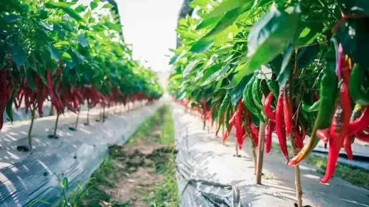 Dari Tangan Petani Gayo, hingga Lahir Sambal yang Menjelajah Nusantara
