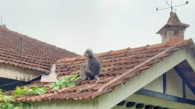 Mengenal Lutung Dusky, Primata Langka Penghuni Penang Hill yang Terancam Punah