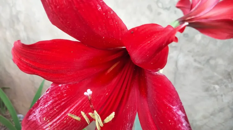 Amarilis Merah, Bunga Musiman dari Hutan Tropis yang Rutin Mekar