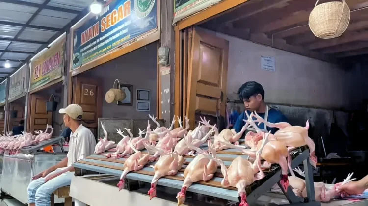 Pasokan Terbatas, Harga Ayam Potong di Pasar Seutui Tembus Rp70 Ribu
