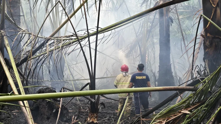 Api Lahap Satu Hektare Lahan Rumbia Dekat Pemukiman Warga Gampong Kayee Adang