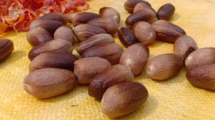 Pala Werianggi Berpotensi Jadi Produk Unggulan Berbasis Riset