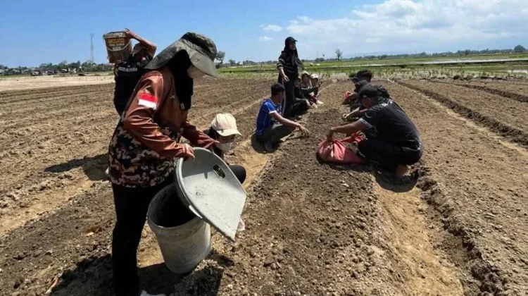 Sektor Pertanian Pidie Kembali Produktif, Pemulihan Sawah Rusak Berat Dipercepat