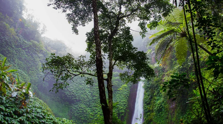 Melindungi Hutan terbukti Lebih Hemat Biaya dari pada Menanam Ulang