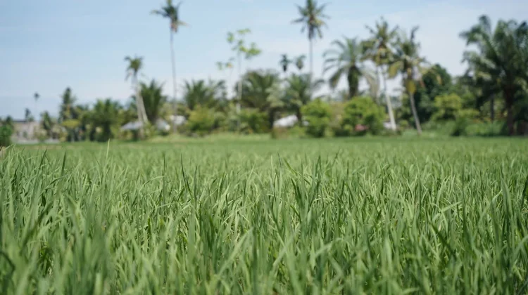 SID Dibagi per Klaster, Pemulihan Sawah Terdampak Bencana Dipercepat
