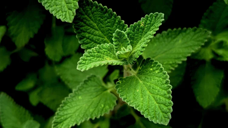 Manfaat Daun Mint untuk Kesehatan